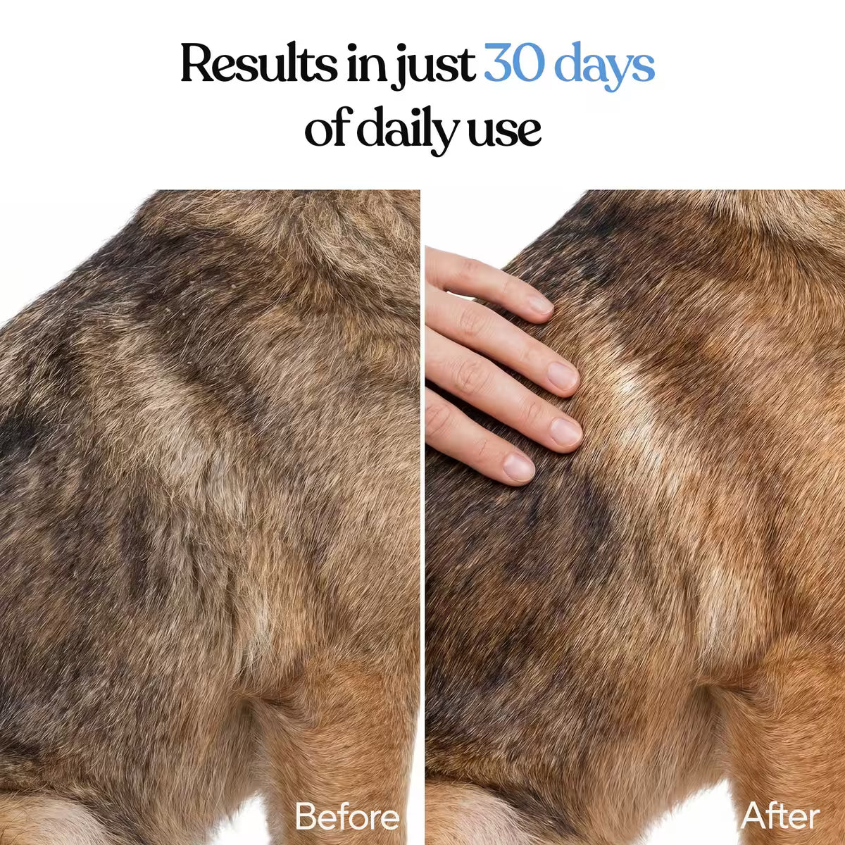Skin & Coat