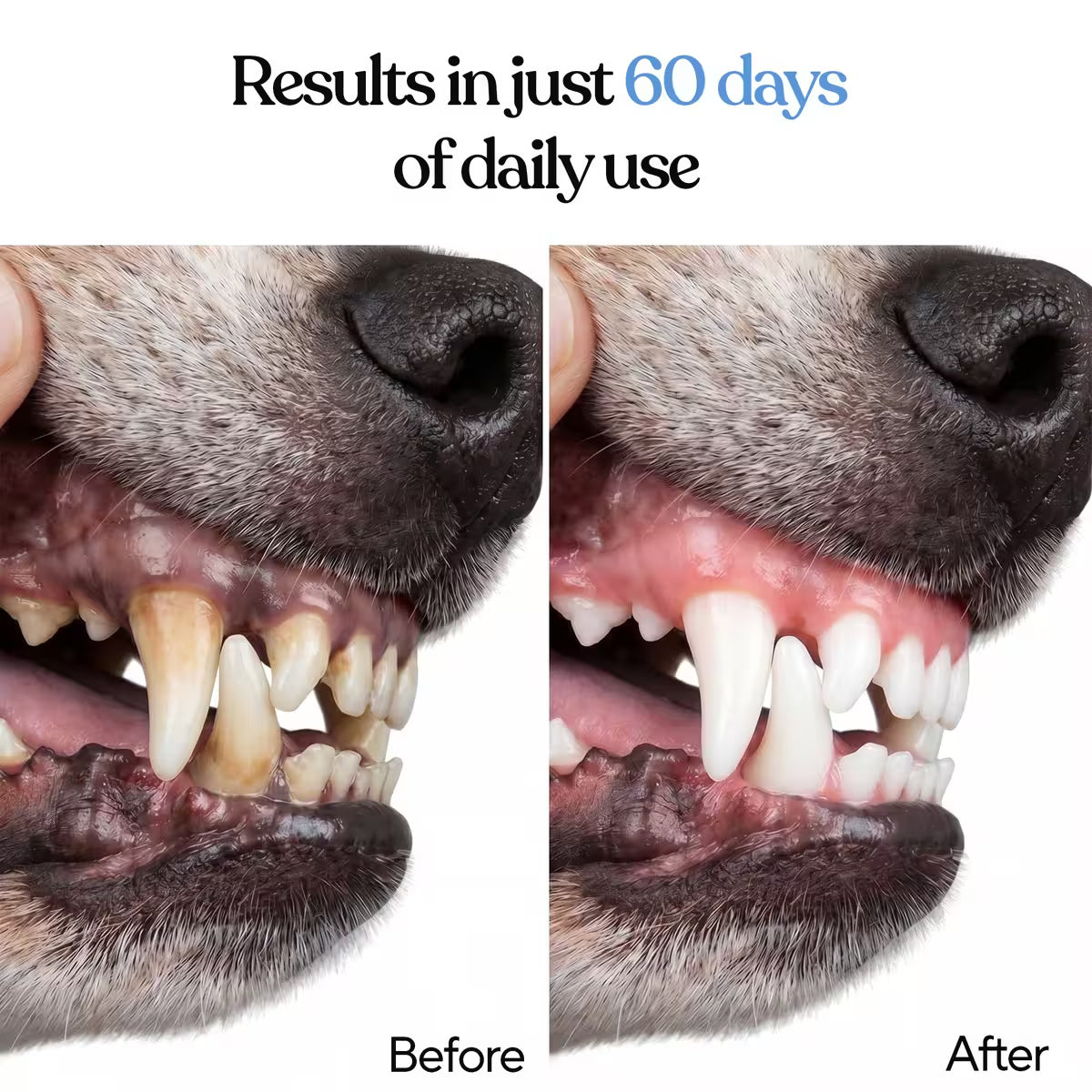 Daily Dental Reset